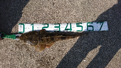 磯津漁港でマゴチ釣り