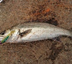 ハプニング後にシーバス