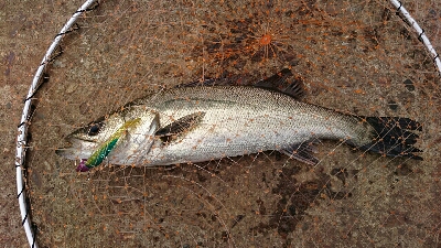 ハプニング後にシーバス