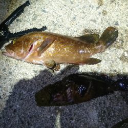 今年の初アコウ！