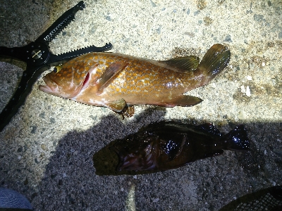 今年の初アコウ！