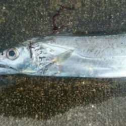 なんとか太刀魚一匹