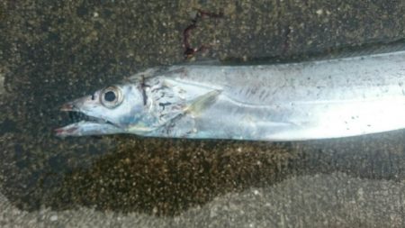 なんとか太刀魚一匹