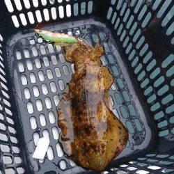 ゴムボートエギング