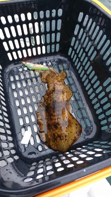 ゴムボートエギング