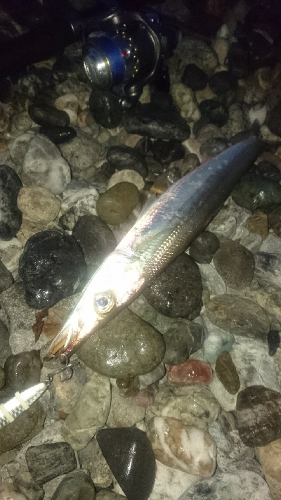 仁淀川河口サーフ ショアジギング