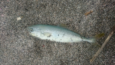 興津サーフ ライトショアジギング