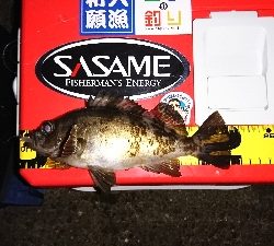 癒しのガシラ……