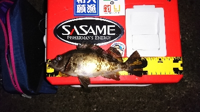 癒しのガシラ……