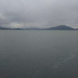 サビキ釣りにて珍客