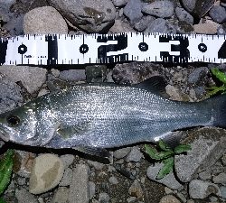 まさかのヒラセイゴ