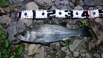 まさかのヒラセイゴ