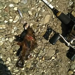 久しぶりの大物！