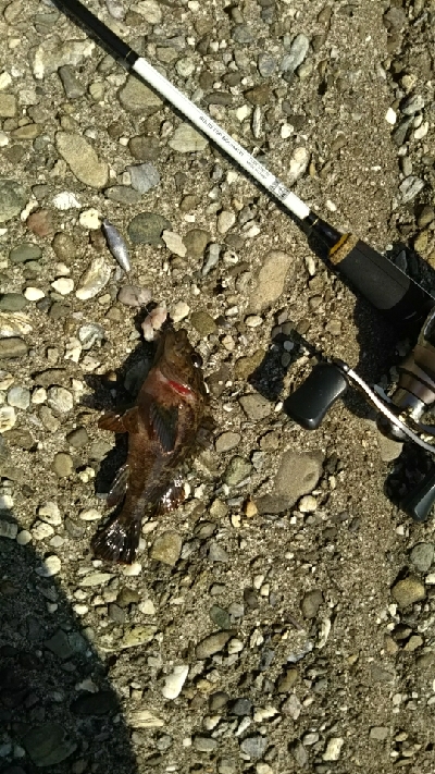 久しぶりの大物！