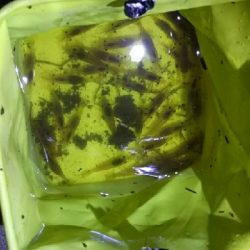 テナガエビなのか…？