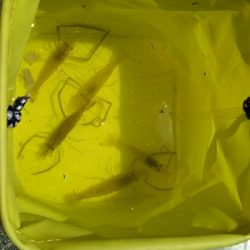 今日もテナガエビ！