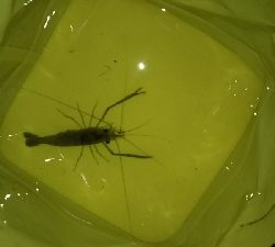 アタリは有るが…