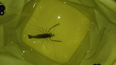 アタリは有るが…