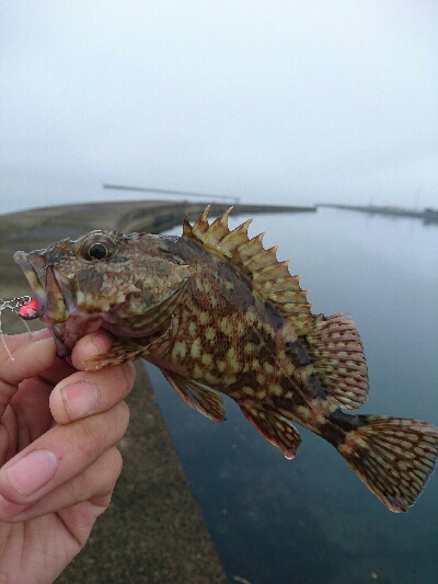 今朝の釣果