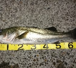 70オーバーげっと✌️