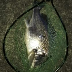 シーバス狙いが