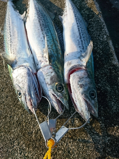 メタルジグにて