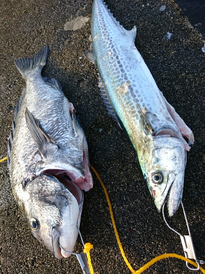 ライトショアジギング