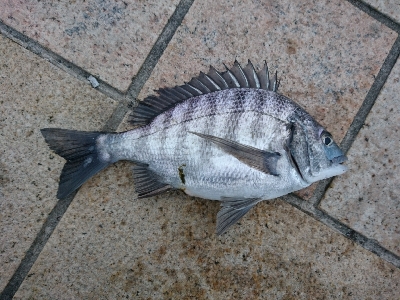 ホタルイカのぶっこみ釣り