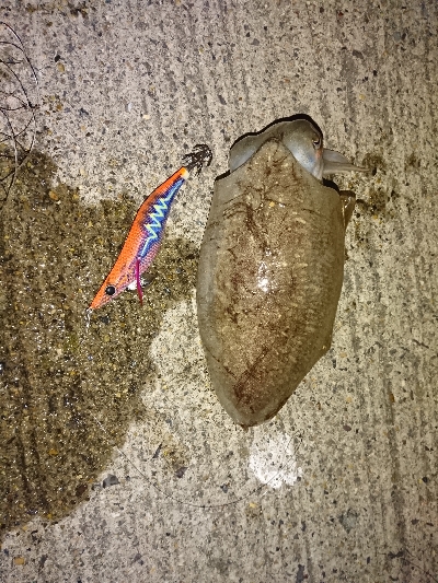 子供たちとの釣りが目的です(^^)