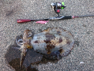 どれも本命‼️…