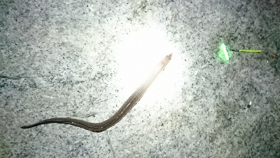 フグに邪魔されました