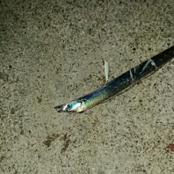 釣り部  釣行記  15