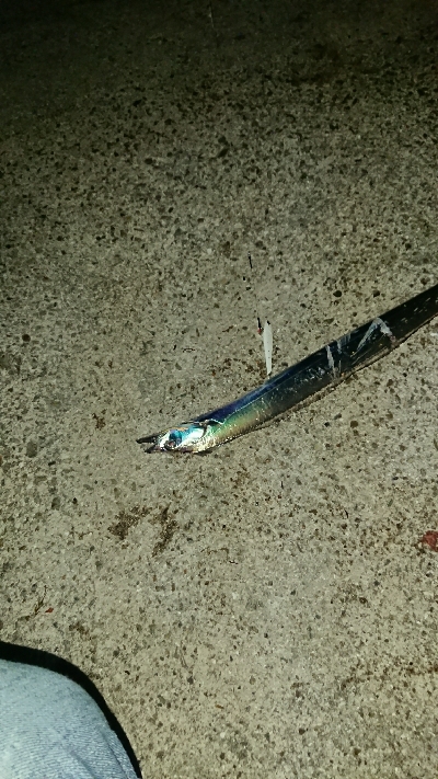 釣り部  釣行記  15