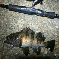 一瞬のジアイ。