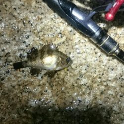 雨にも負けず。