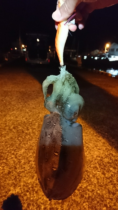 ライトエギング中にまさかの…！！