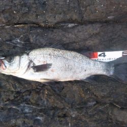 地磯でヒラスズキ