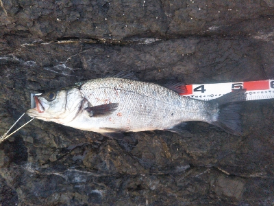 地磯でヒラスズキ