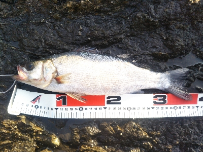 地磯てヒラセイゴ