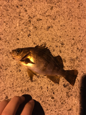 ぼちぼちメバル釣り