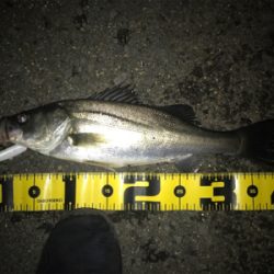 四日市バチパターン