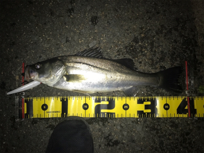 四日市バチパターン