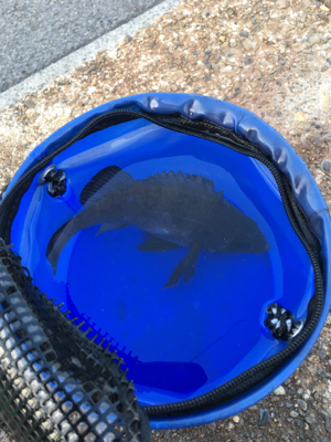 渋すぎるメバル