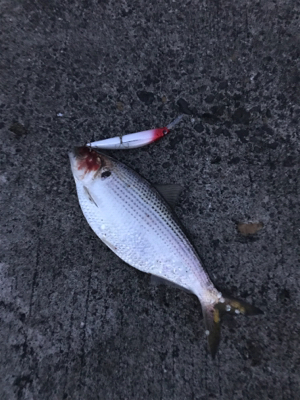 ルアー投げたらコノシロ