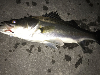 メバル狙いのはずが...