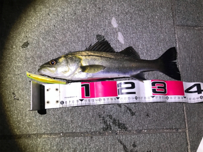 シーバスチャレンジ