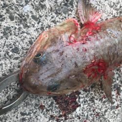 エソのヌシ降臨