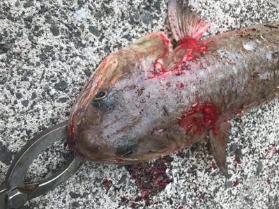 エソのヌシ降臨