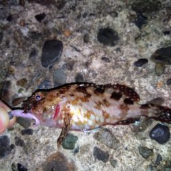 千守にてミニガシラ&ESO