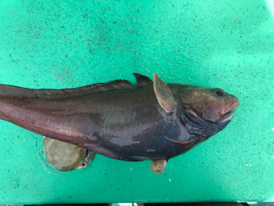 外道！！外道！！外道！！